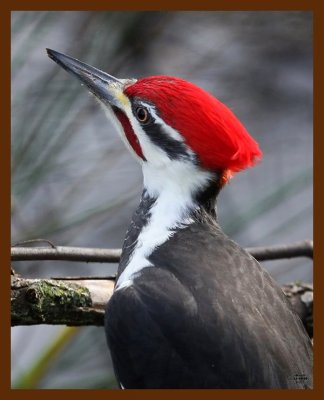 pileated woodpecker 12-19-08 4d296b.JPG