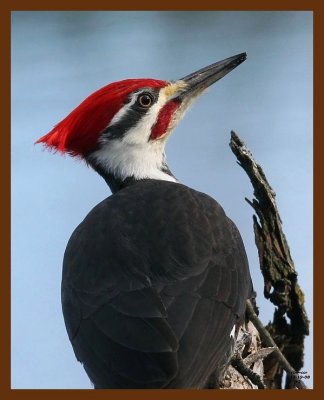 pileated woodpecker 12-19-08 4d300b.JPG