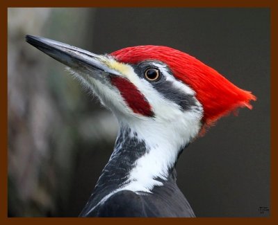 pileated woodpecker 12-19-08 4d254b.JPG