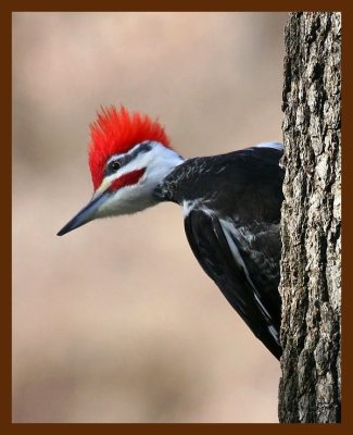 pileated woodpecker 1-17-09 4d155b.JPG