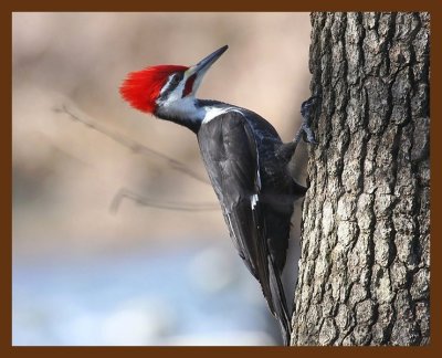 pileated woodpecker 1-17-09 4d162b.JPG