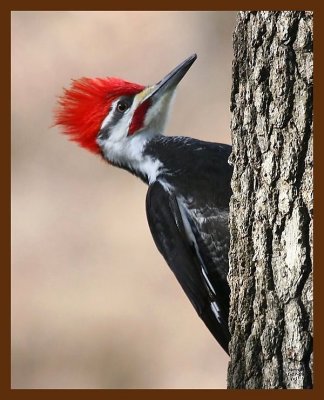 pileated woodpecker 1-17-09 4d156b.JPG