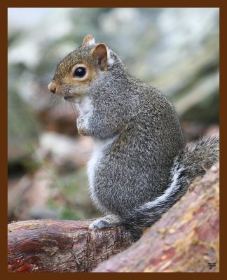 gray-squirrel 1-26-09 4d920b.JPG