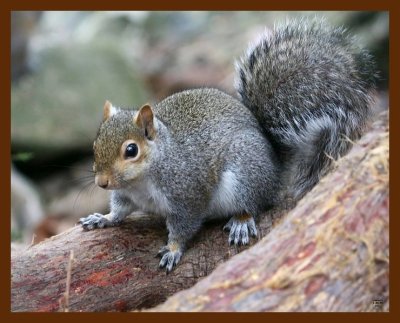 gray-squirrel 1-26-09 4d905b.JPG
