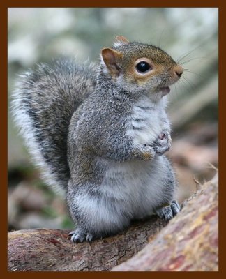 gray-squirrel 1-26-09 4d902b.JPG