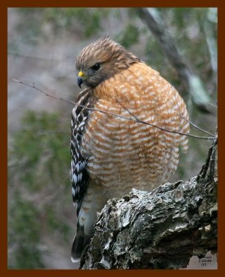 hawk-red-shouldered 1-22-09 4d536b.JPG