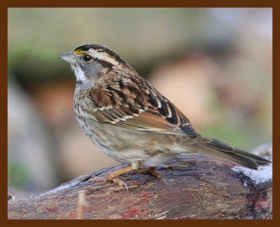 sparrow-white-throated 1-29-09 4d116b.JPG