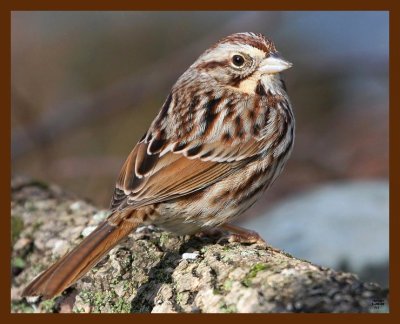 sparrow-song 1-29-09 4d120b.JPG