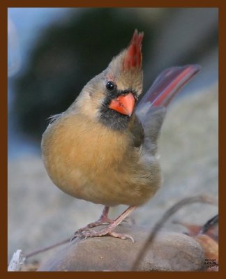 cardinal 2-3-09 4d035b.JPG
