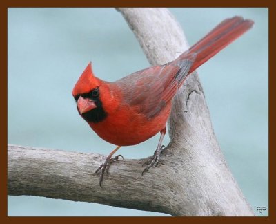 cardinal 2-3-09 4d119b.JPG
