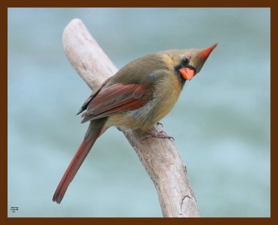 cardinal 2-3-09 4d154b.JPG