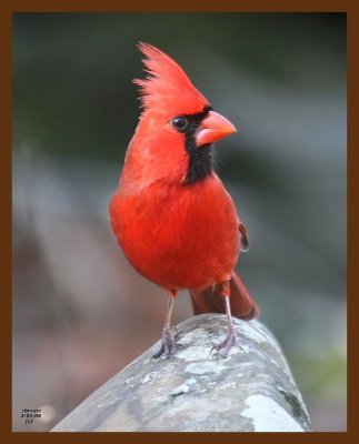 cardinal 2-1-09 4d528b.JPG