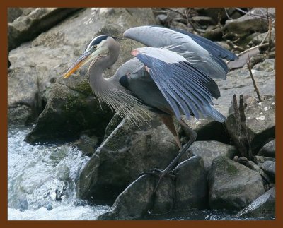 heron-great blue 2-2-09 4d981b.JPG