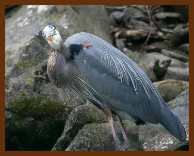 heron-great blue 2-2-09 4d942b.JPG