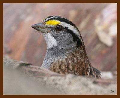 sparrow-white-throated 2-3-09 4d171b.JPG