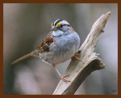 sparrow-white-throated 2-3-09 4d005b.JPG