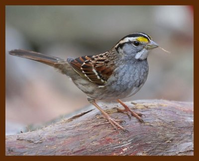 sparrow-white-throated 2-3-09 4d123b.JPG