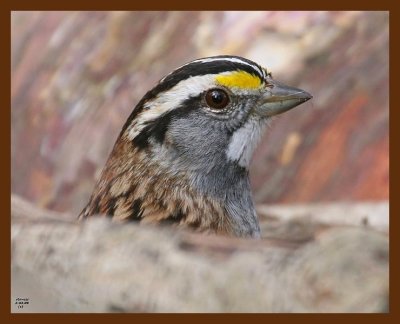 sparrow-white-throated 2-3-09 4d173b.JPG