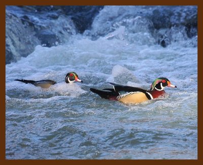wood-ducks 2-5-09 4d215b.JPG