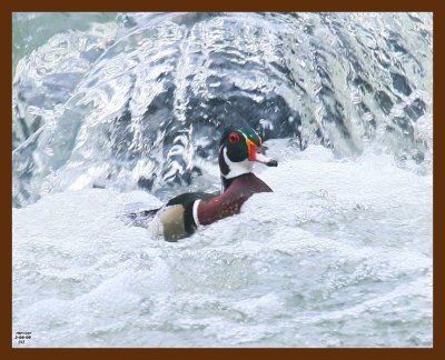 wood-duck 2-6-09 4d707b.JPG