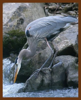 heron-great blue 2-2-09 4d951b.JPG