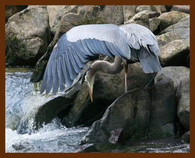 heron-great blue 2-6-09 4d818b.JPG