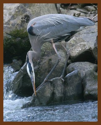 heron-great blue 2-2-09 4d929b.JPG