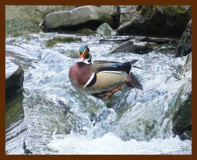 wood-duck 2-9-09 4d068b.JPG