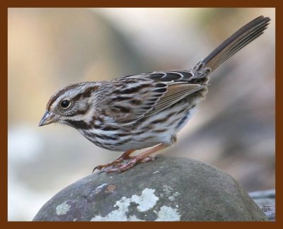 sparrow-song 2-2-09 4d819b.JPG