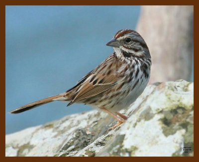 sparrow-song 2-5-09 4d377b.JPG