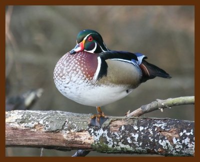 wood-duck 2-12-09 4d391b.JPG