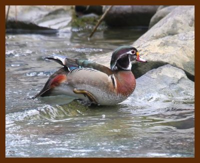 wood-duck 2-17-09 4d986b.JPG