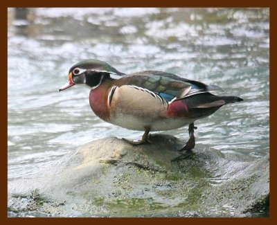 wood-duck 2-17-09 4d956b.JPG