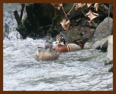 wood-ducks 2-17-09 4d898b.JPG