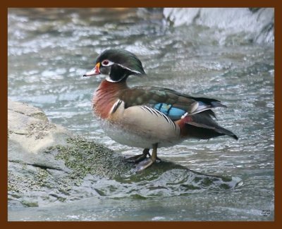 wood-duck 2-17-09 4d948b.JPG