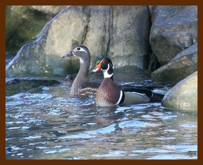 wood-ducks 2-20-09 4d240b.JPG
