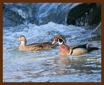 wood-ducks 2-20-09 4d283b.JPG