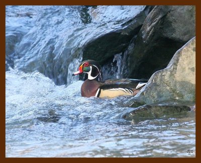 wood-duck 2-20-09 4d290b.JPG