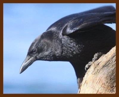 crow 2-20-09 4d076b.JPG