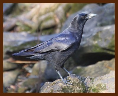 crow 2-7-09 4d859cff.JPG