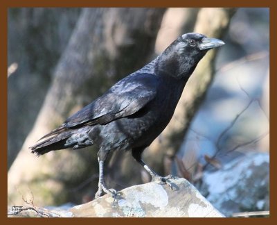 crow 2-22-09 4d498b.JPG
