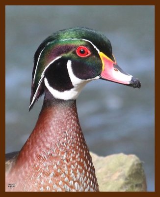 wood-duck 2-23-09 4d977b.JPG
