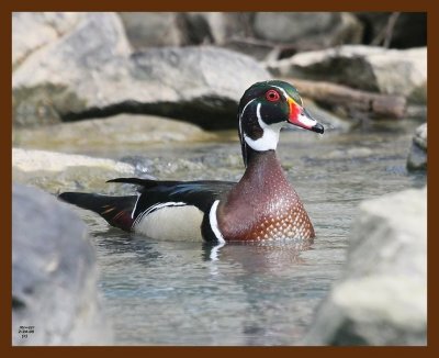 wood-duck 2-24-09 4d119b.JPG