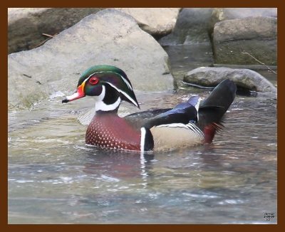 wood-duck 2-6-09 4d726b.JPG