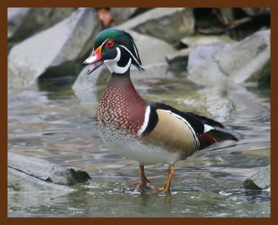wood-duck 2-9-09 4d128b.JPG