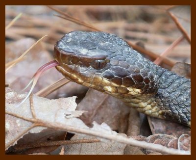 cottonmouth 2-25-09 4d290b.JPG
