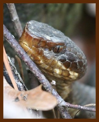 cottonmouth 2-25-09 4d299b.JPG