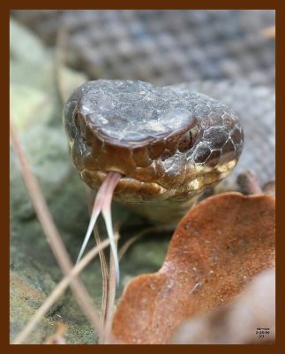 cottonmouth 2-25-09 4d280b.JPG