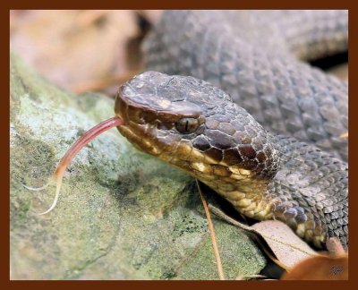 cottonmouth 2-25-09 4d270b.JPG
