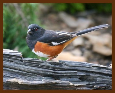 eastern towhee 3-4-09 4d063b.JPG